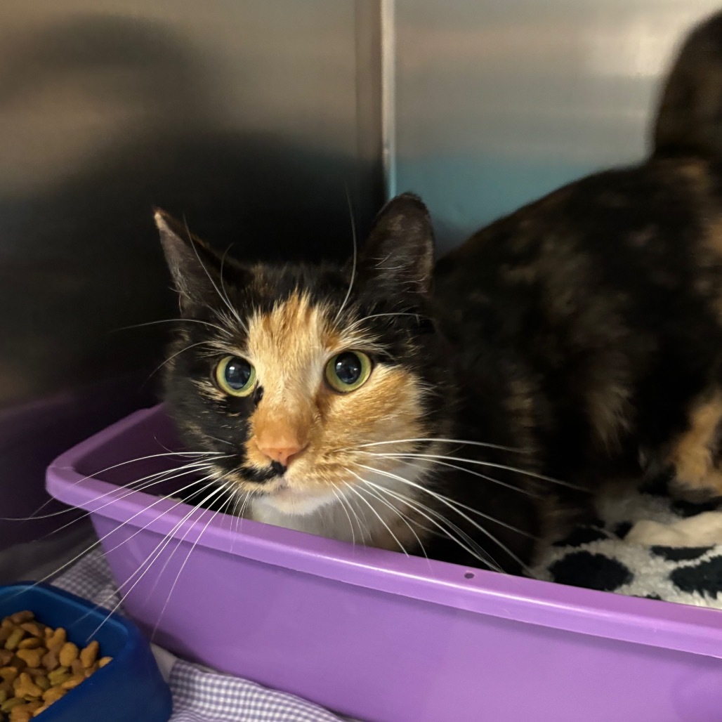 Izzy (Petsmart)