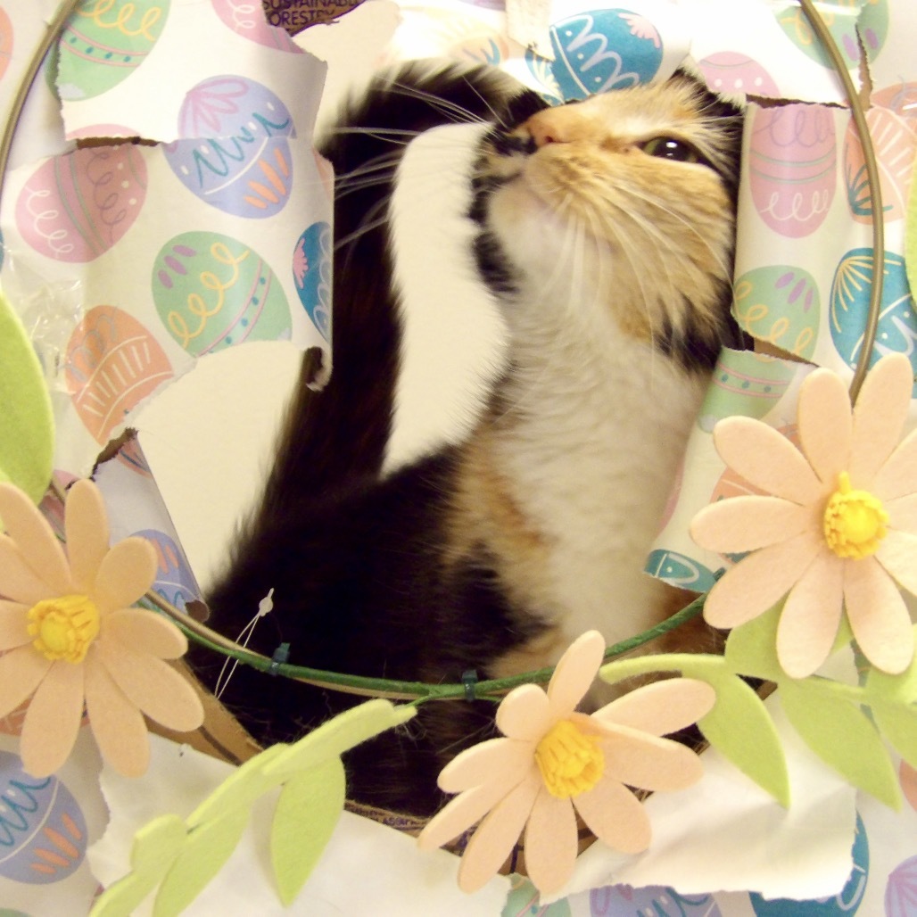 Izzy (Petsmart)