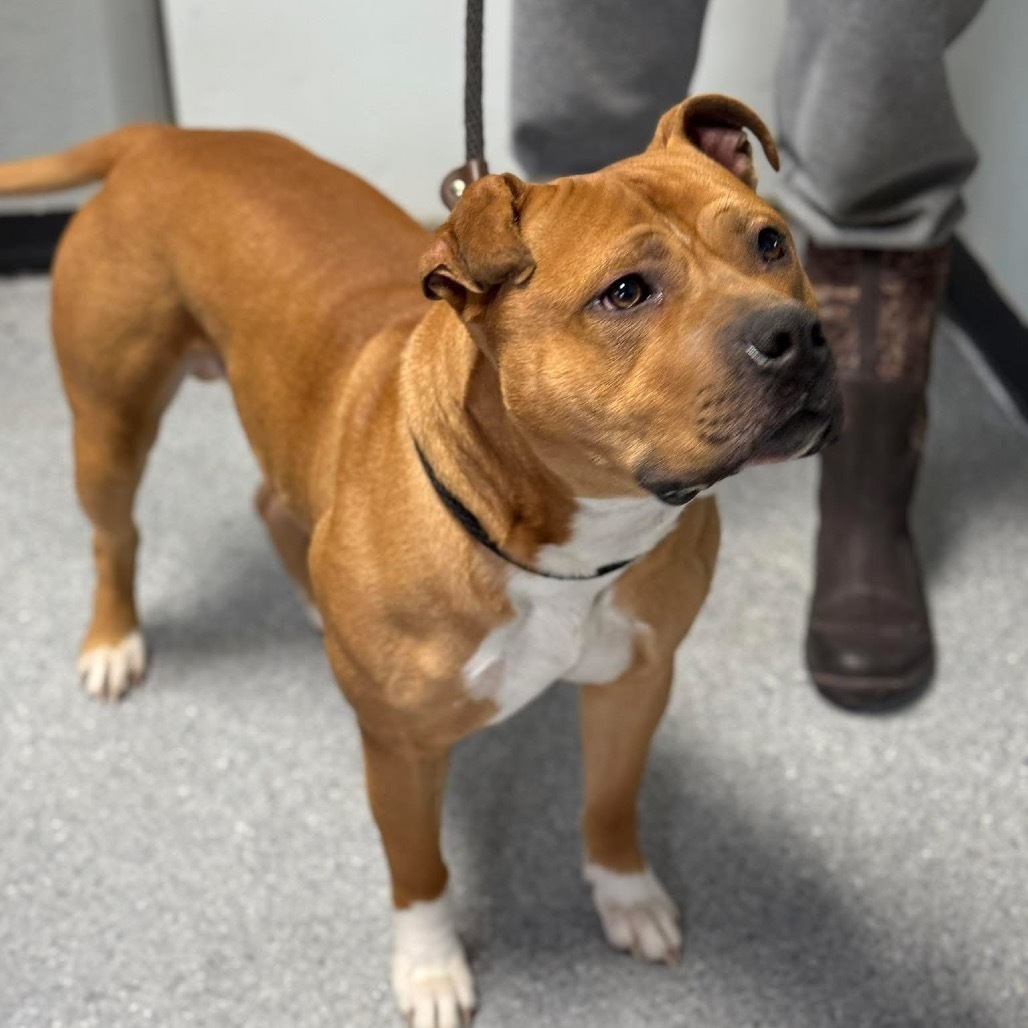 Ranger, an adoptable Pit Bull Terrier in Standish, MI, 48658 | Photo Image 2