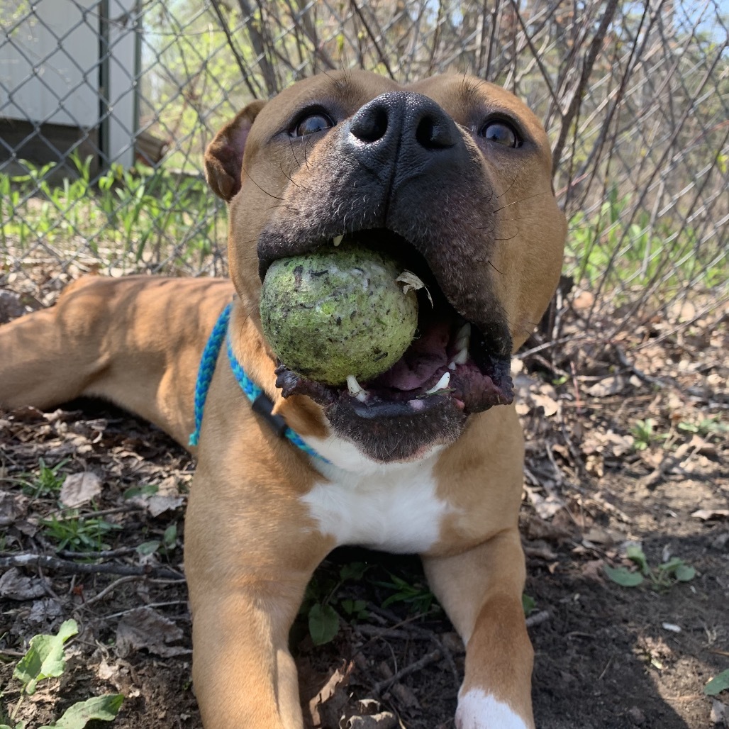 Ranger, an adoptable Pit Bull Terrier in Standish, MI, 48658 | Photo Image 3