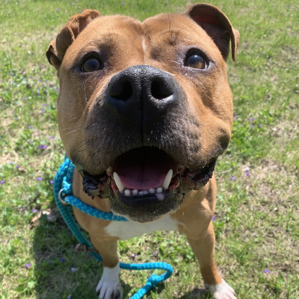 Ranger, an adoptable Pit Bull Terrier in Standish, MI, 48658 | Photo Image 4
