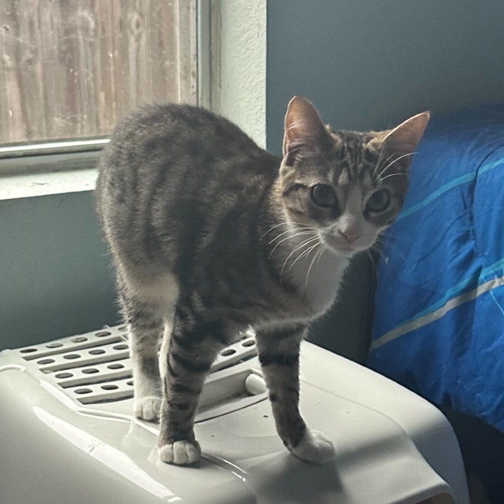 Bumblebee, an adoptable Domestic Short Hair in Leander, TX, 78641 | Photo Image 1