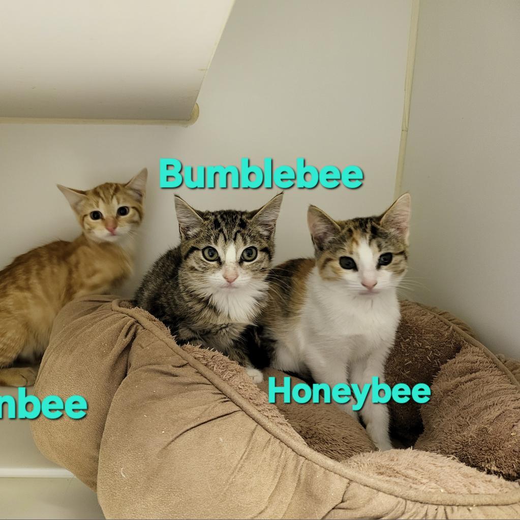 Bumblebee, an adoptable Domestic Short Hair in Leander, TX, 78641 | Photo Image 2