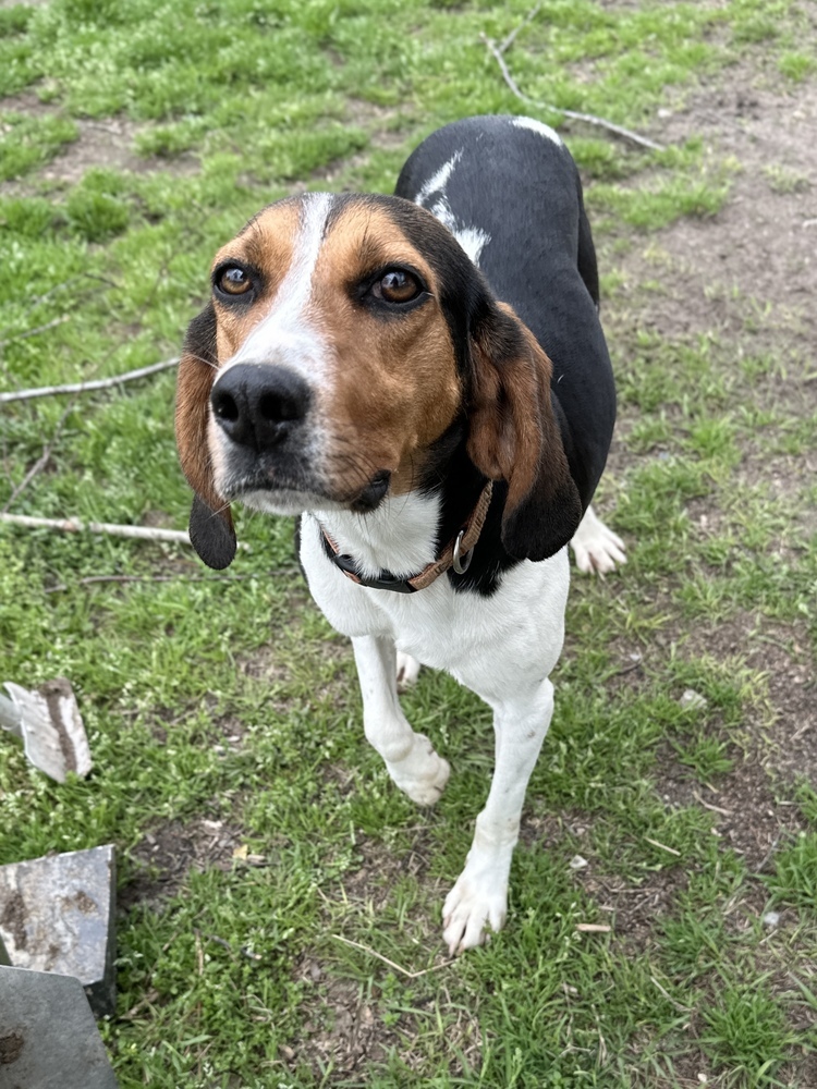 Pippa