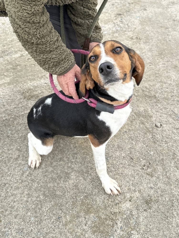 Pippa