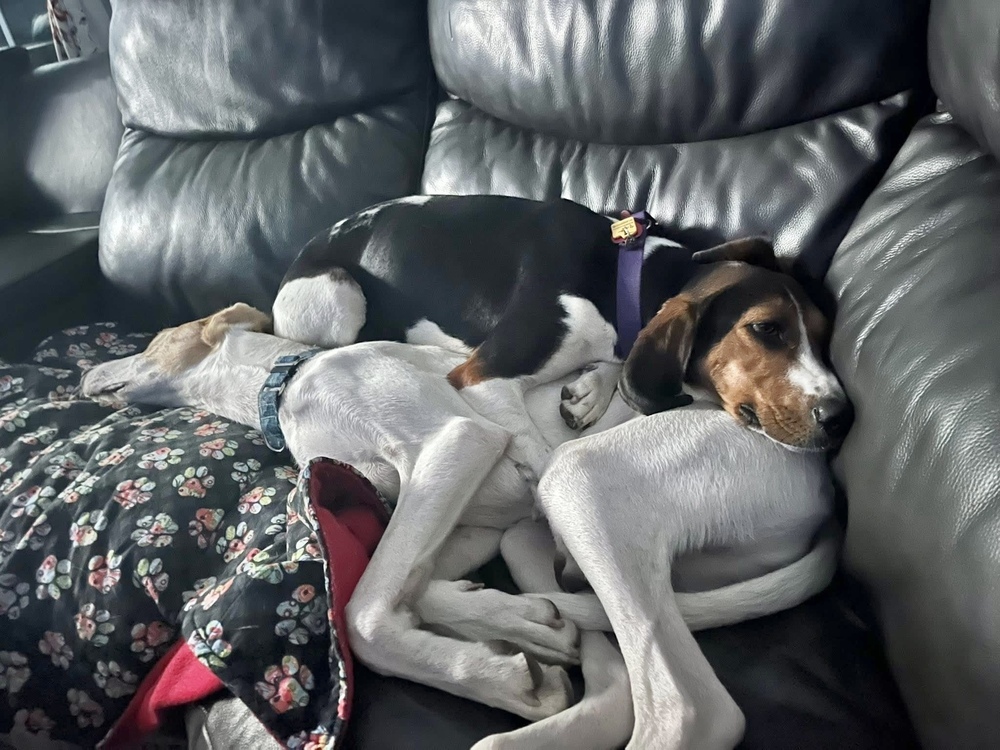Pippa