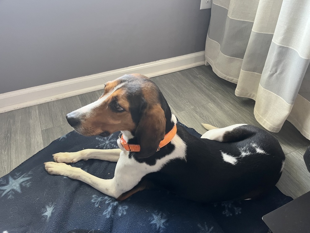 Pippa