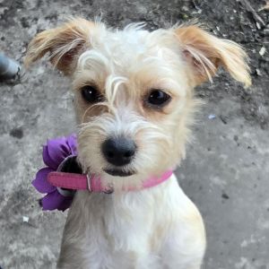 Nova Anne is a 12 pound poodle mix puppy She is 9 months old She came with her sister Nova