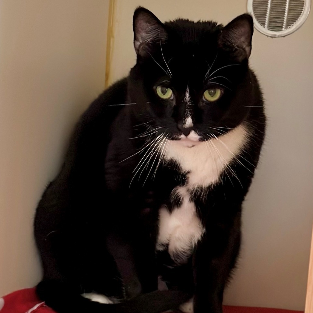 Oreo
