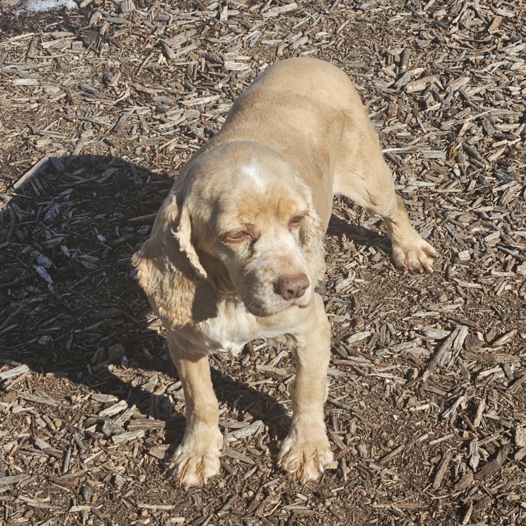 Maya ***FOSTER NEEDED***, an adoptable Cocker Spaniel in Cloquet, MN, 55720 | Photo Image 1