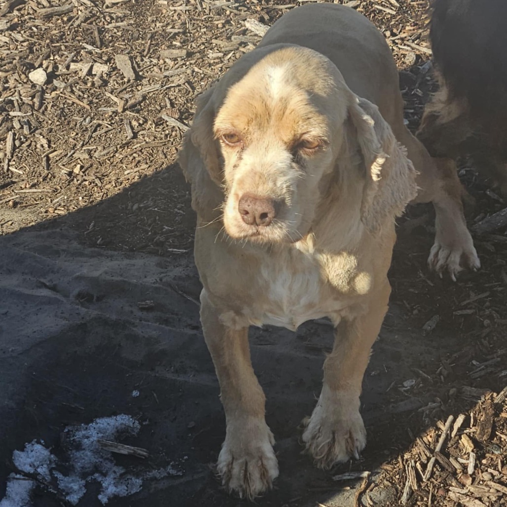 Maya ***FOSTER NEEDED***, an adoptable Cocker Spaniel in Cloquet, MN, 55720 | Photo Image 2