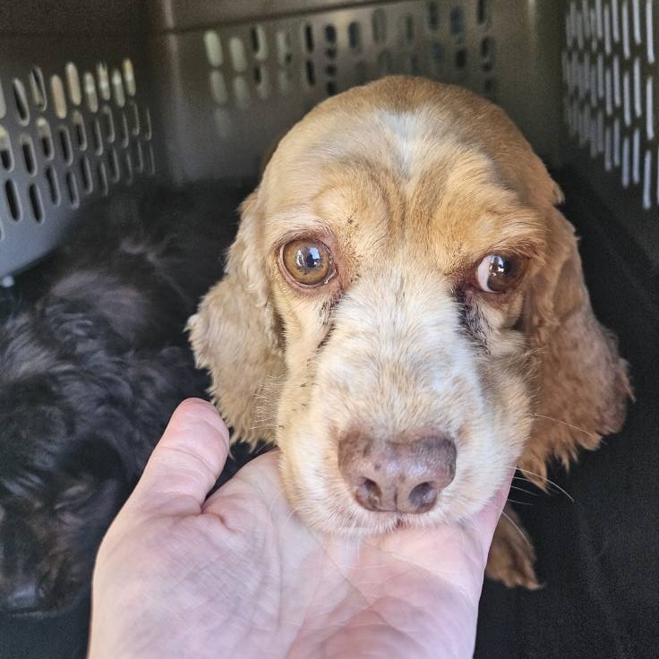 Maya ***FOSTER NEEDED***, an adoptable Cocker Spaniel in Cloquet, MN, 55720 | Photo Image 3
