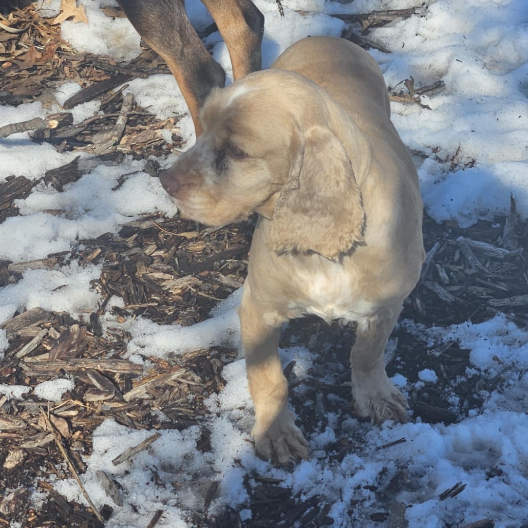 Maya ***FOSTER NEEDED***, an adoptable Cocker Spaniel in Cloquet, MN, 55720 | Photo Image 4