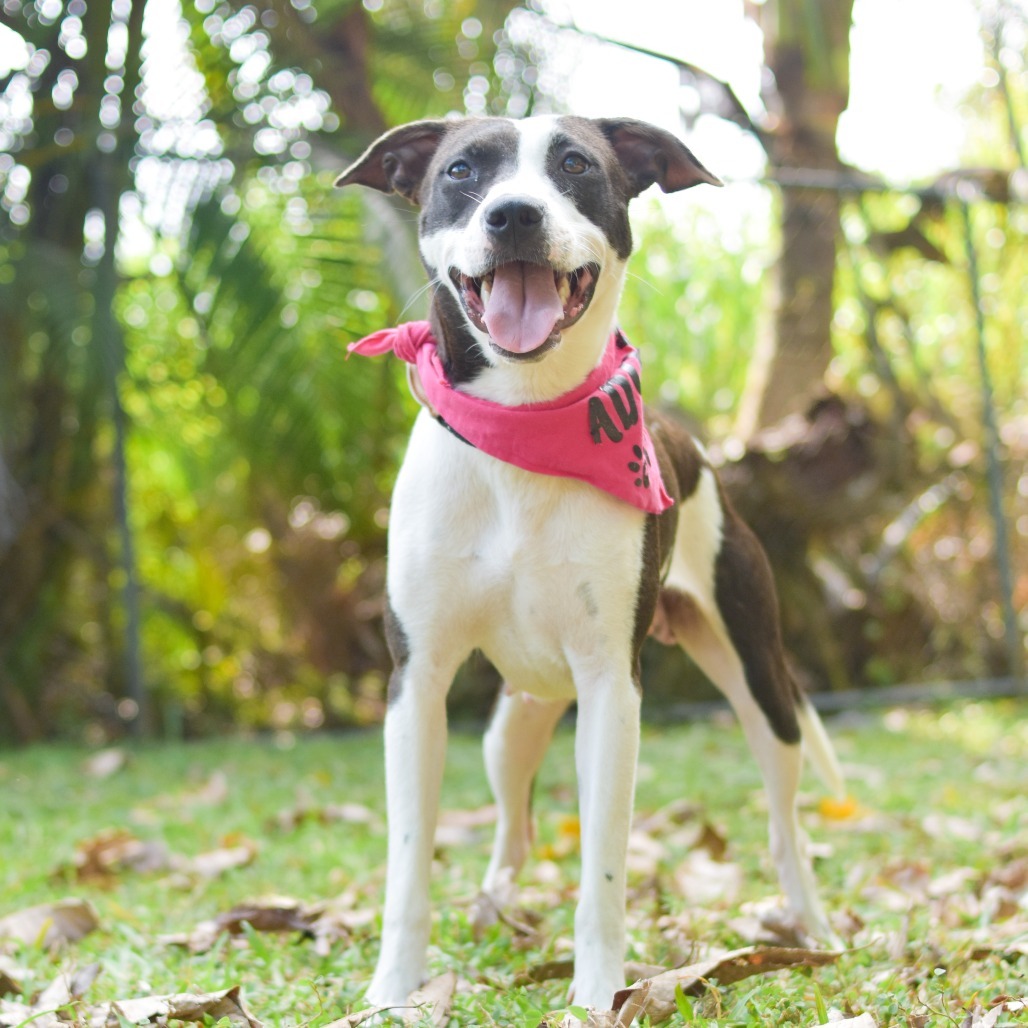 Meadow, an adoptable Mixed Breed in Kailua Kona, HI, 96740 | Photo Image 1
