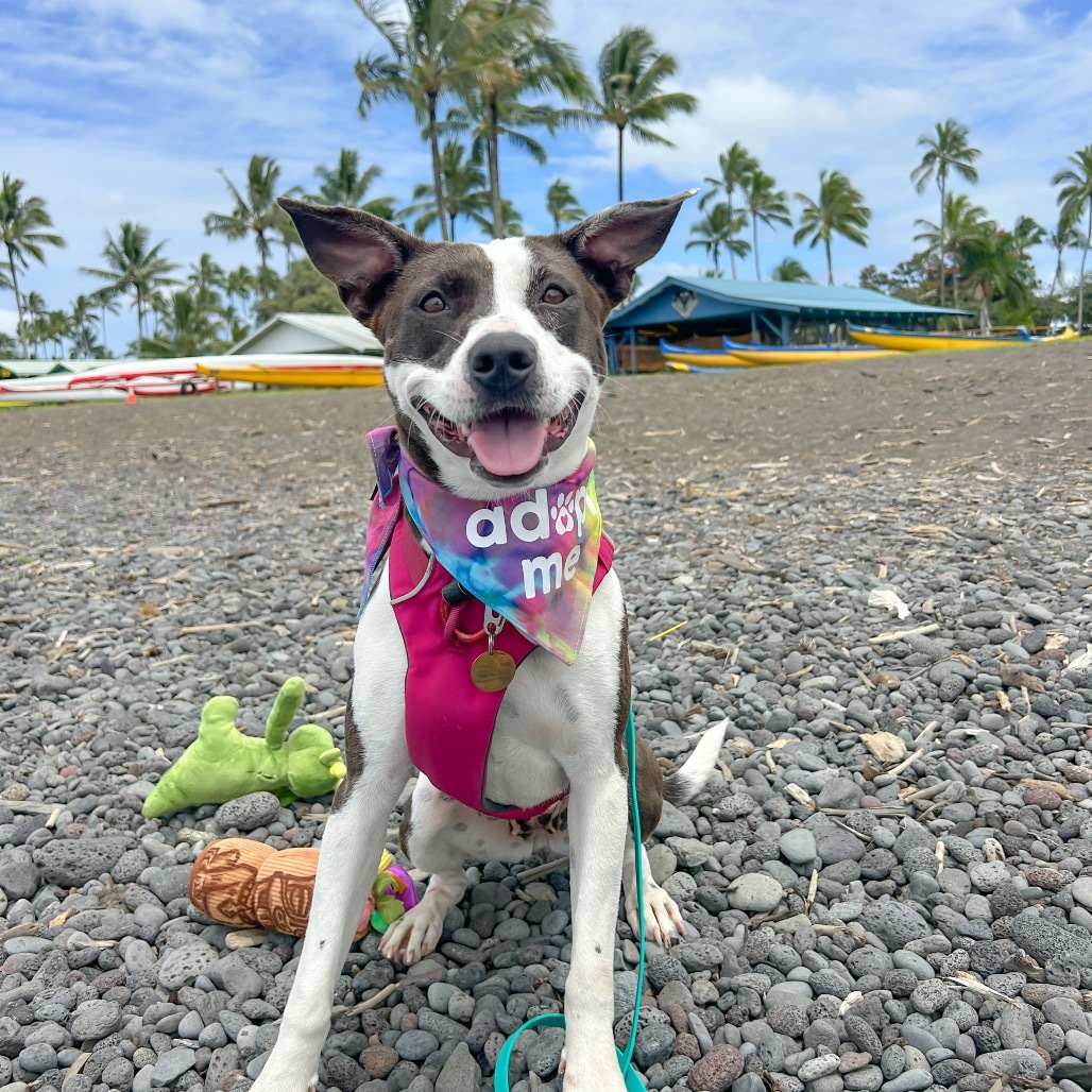 Meadow, an adoptable Mixed Breed in Kailua Kona, HI, 96740 | Photo Image 1