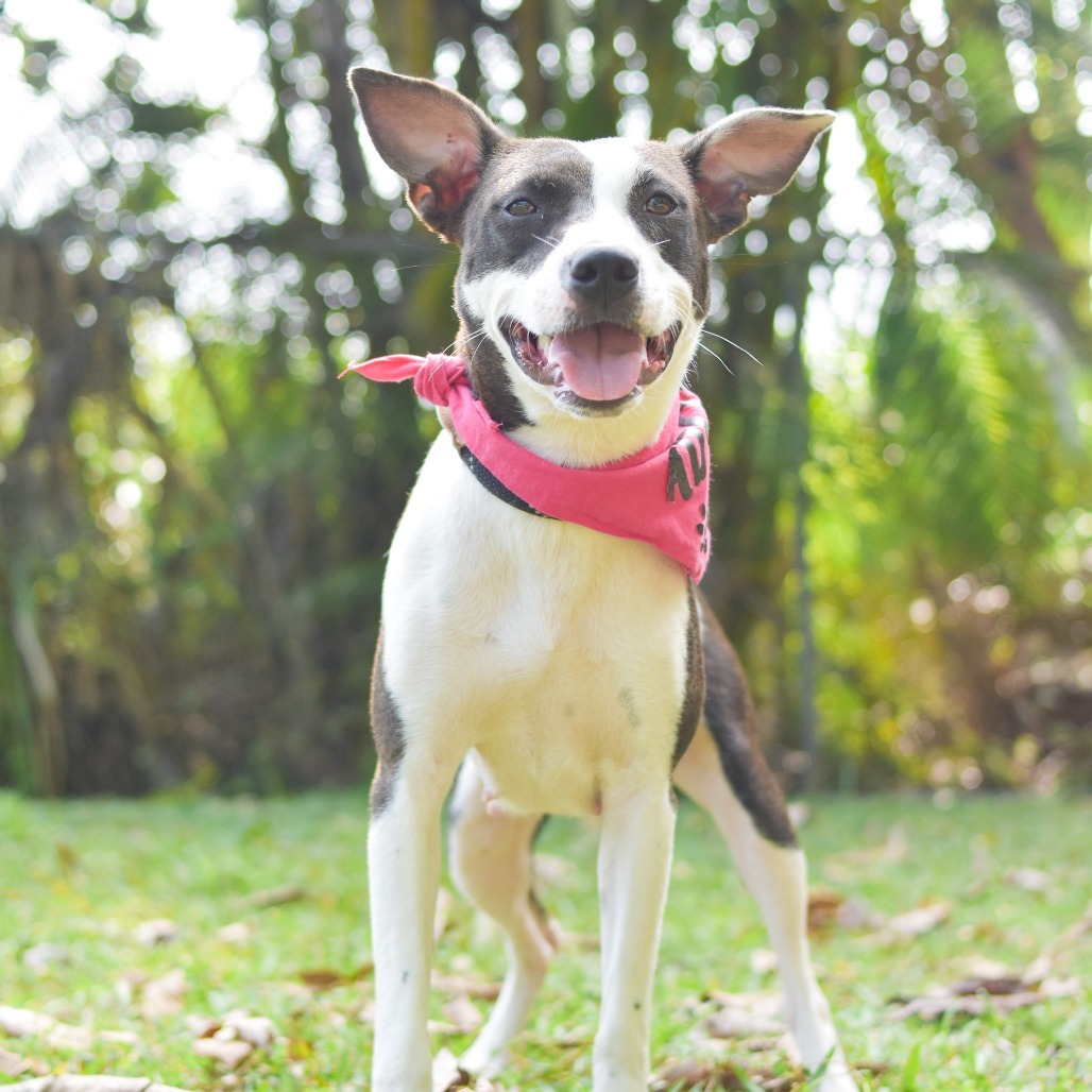 Meadow, an adoptable Mixed Breed in Kailua Kona, HI, 96740 | Photo Image 2