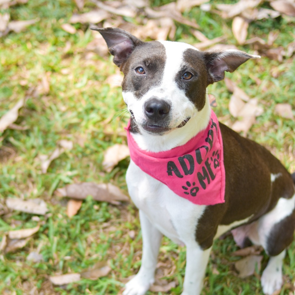Meadow, an adoptable Mixed Breed in Kailua Kona, HI, 96740 | Photo Image 3