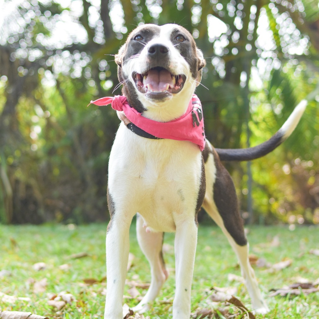 Meadow, an adoptable Mixed Breed in Kailua Kona, HI, 96740 | Photo Image 4