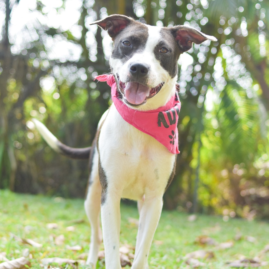 Meadow, an adoptable Mixed Breed in Kailua Kona, HI, 96740 | Photo Image 5