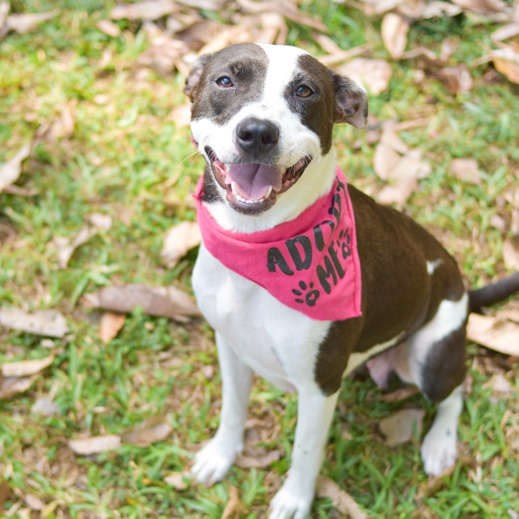 Meadow, an adoptable Mixed Breed in Kailua Kona, HI, 96740 | Photo Image 6