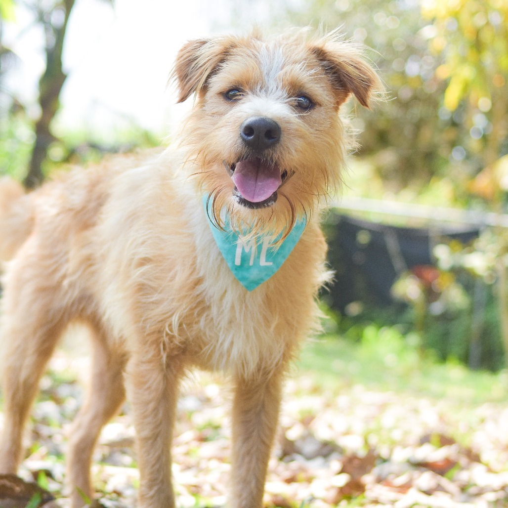 Benji, an adoptable Mixed Breed in Kailua Kona, HI, 96740 | Photo Image 1
