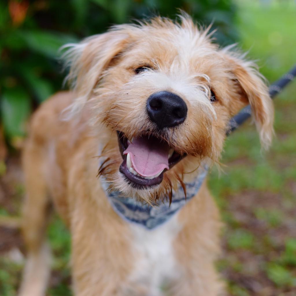 Benji, an adoptable Mixed Breed in Kailua Kona, HI, 96740 | Photo Image 2