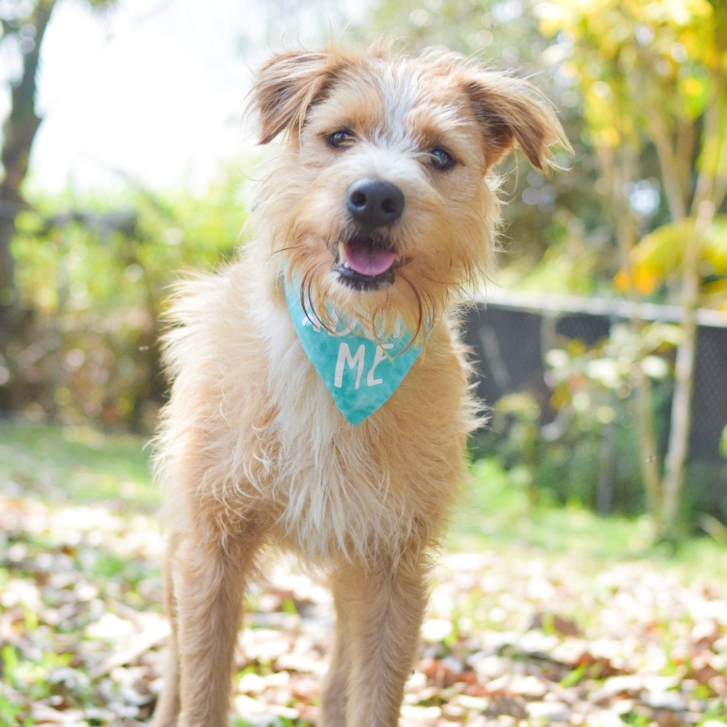 Benji, an adoptable Mixed Breed in Kailua Kona, HI, 96740 | Photo Image 3