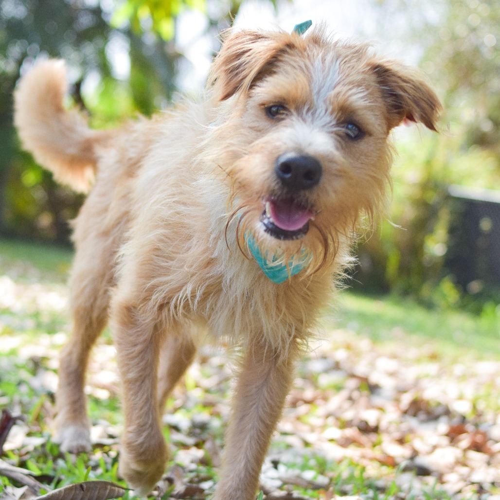 Benji, an adoptable Mixed Breed in Kailua Kona, HI, 96740 | Photo Image 4