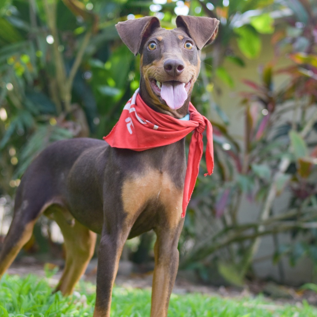 Goober, an adoptable Mixed Breed in Kailua Kona, HI, 96740 | Photo Image 1
