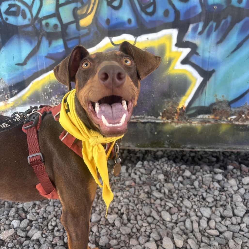 Goober, an adoptable Mixed Breed in Kailua Kona, HI, 96740 | Photo Image 1