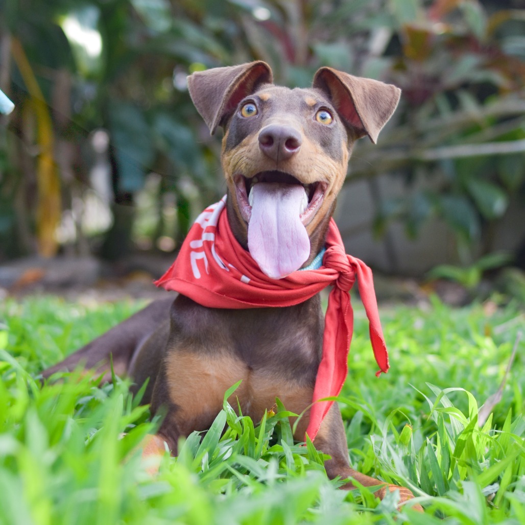 Goober, an adoptable Mixed Breed in Kailua Kona, HI, 96740 | Photo Image 2