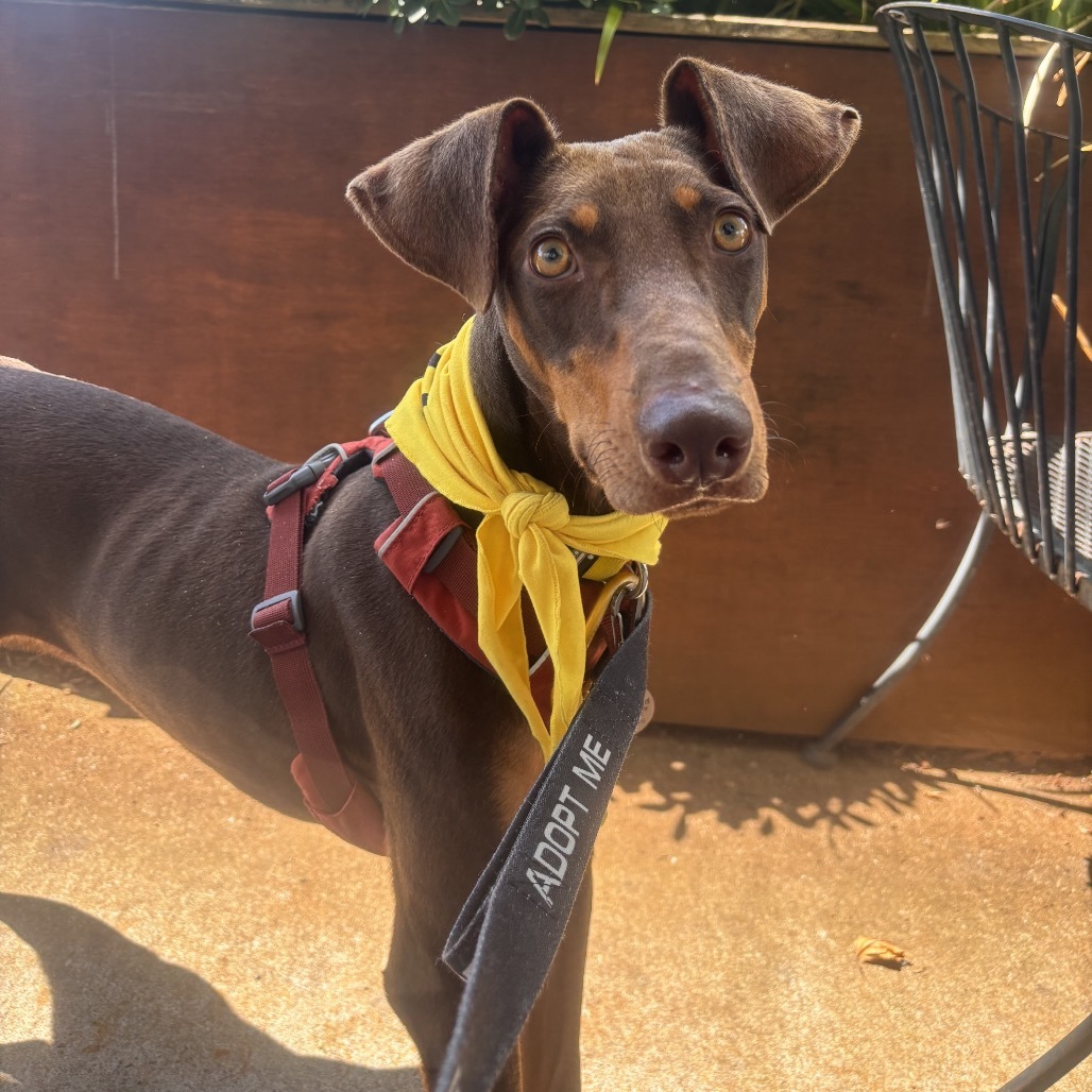 Goober, an adoptable Mixed Breed in Kailua Kona, HI, 96740 | Photo Image 4