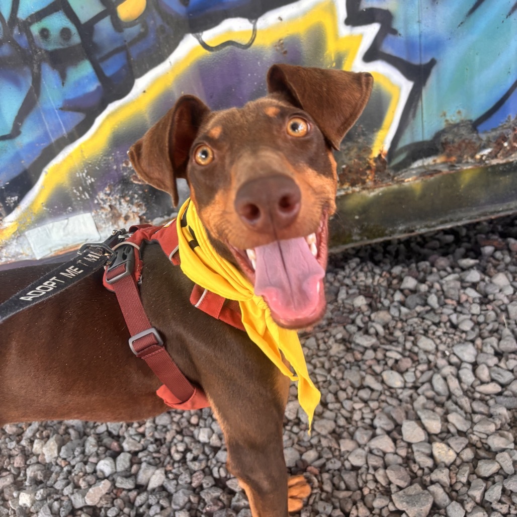 Goober, an adoptable Mixed Breed in Kailua Kona, HI, 96740 | Photo Image 5