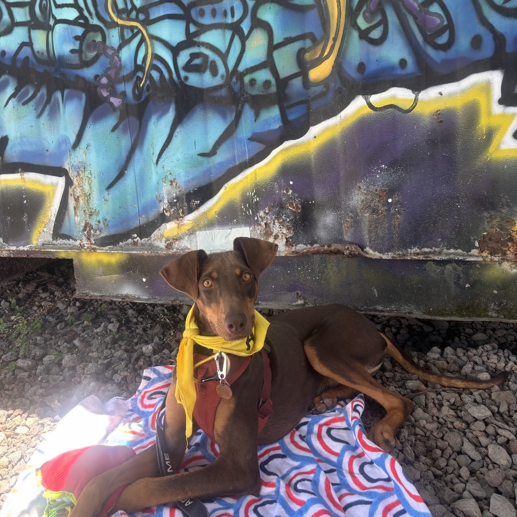 Goober, an adoptable Mixed Breed in Kailua Kona, HI, 96740 | Photo Image 6