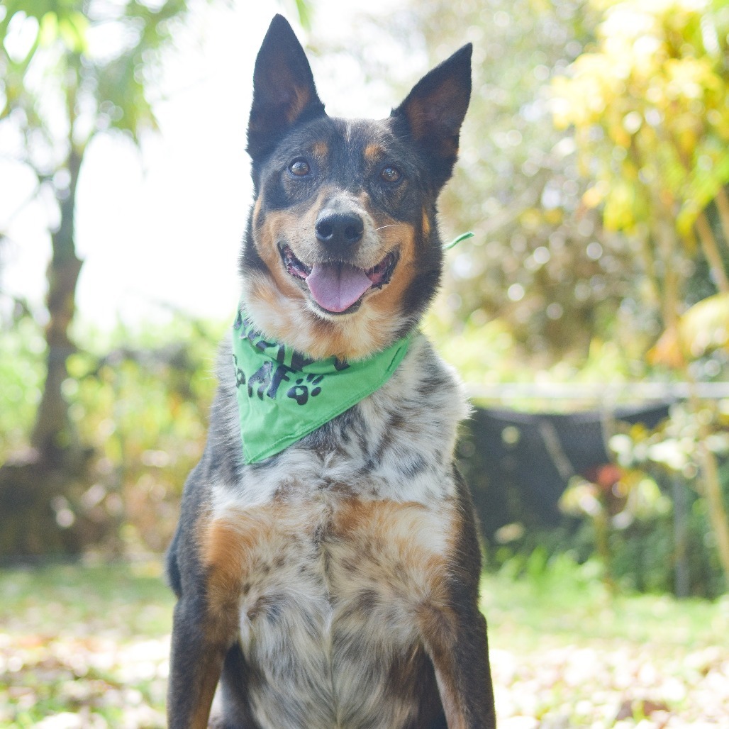 Kolu, an adoptable Mixed Breed in Kailua Kona, HI, 96740 | Photo Image 1