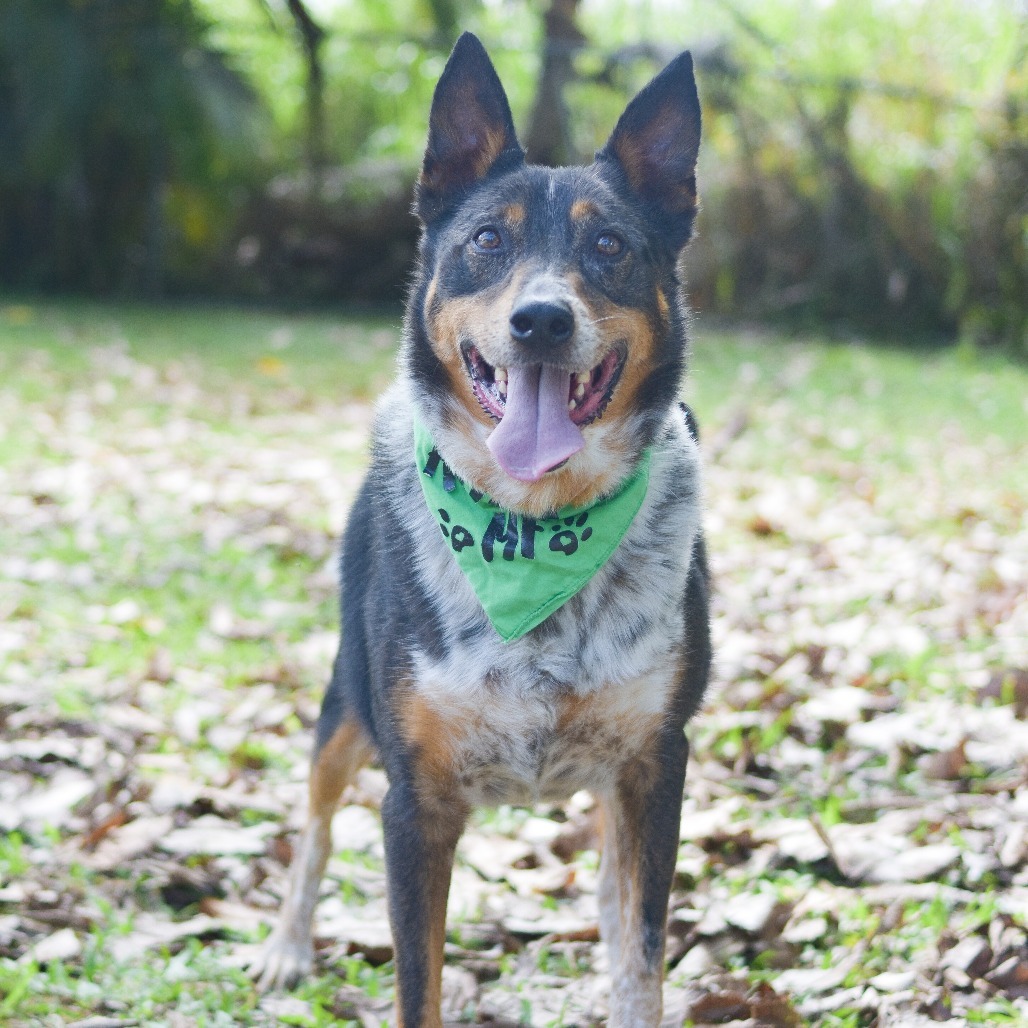 Kolu, an adoptable Mixed Breed in Kailua Kona, HI, 96740 | Photo Image 2