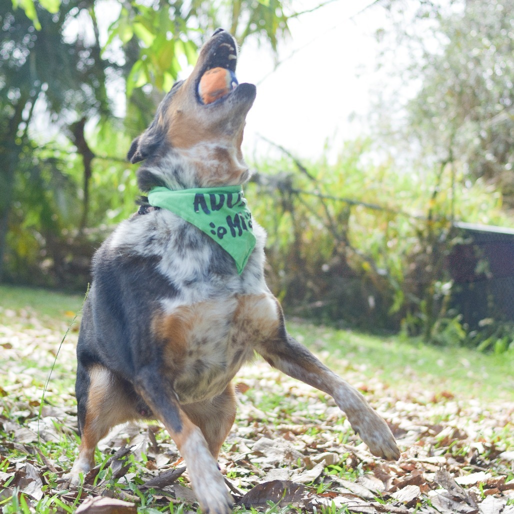 Kolu, an adoptable Mixed Breed in Kailua Kona, HI, 96740 | Photo Image 3