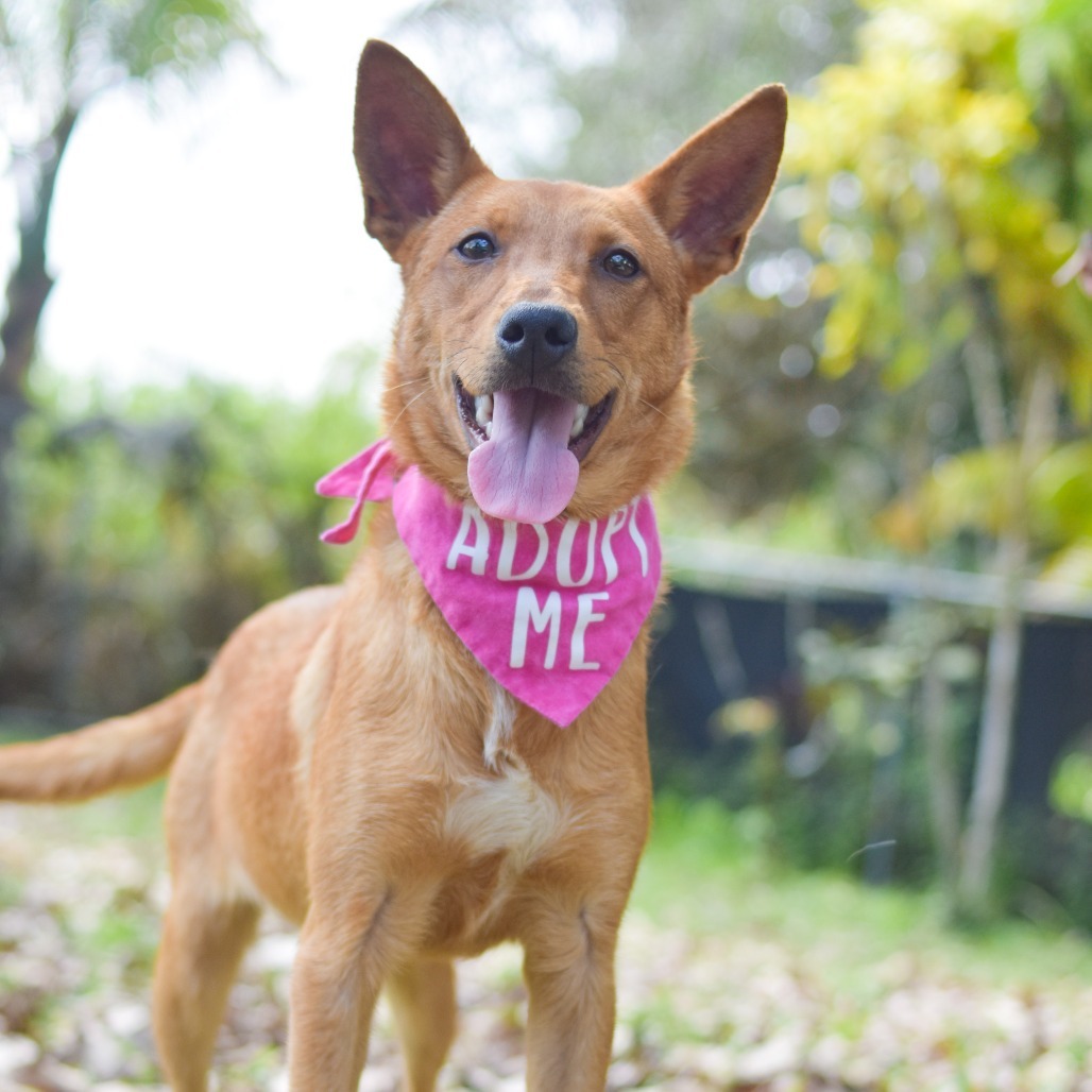 Phoebe, an adoptable Mixed Breed in Kailua Kona, HI, 96740 | Photo Image 1