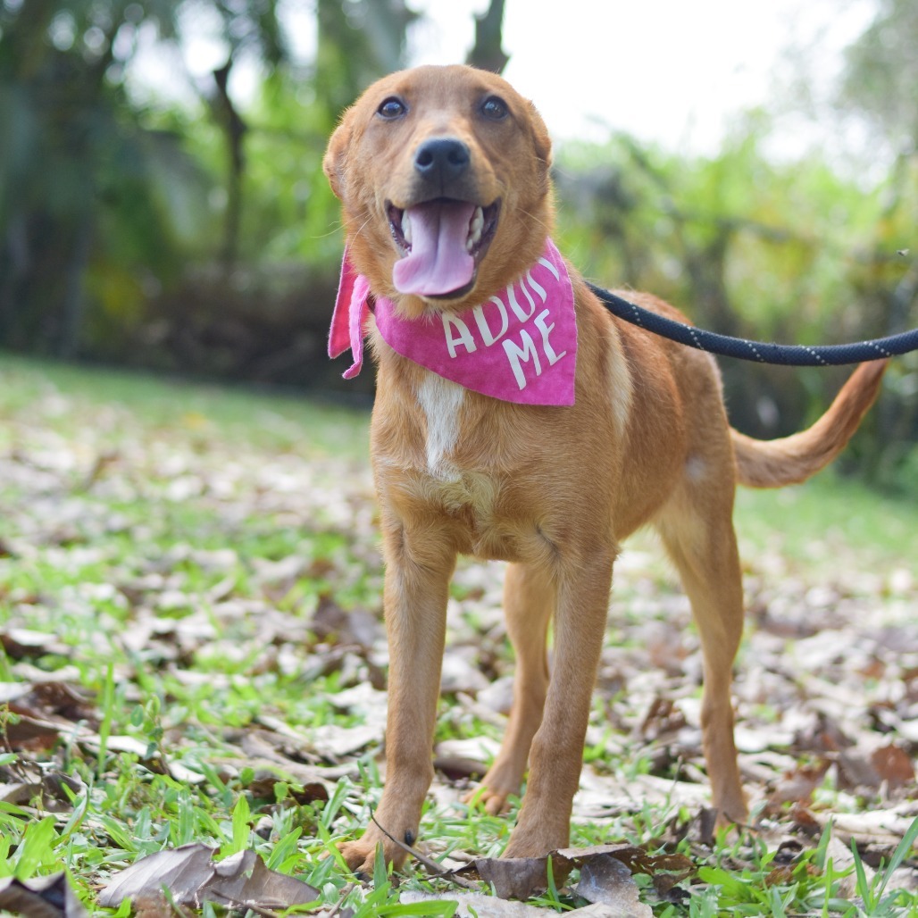Phoebe, an adoptable Mixed Breed in Kailua Kona, HI, 96740 | Photo Image 2