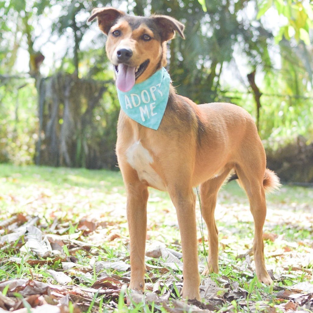 Teddy Graham, an adoptable Mixed Breed in Kailua Kona, HI, 96740 | Photo Image 1