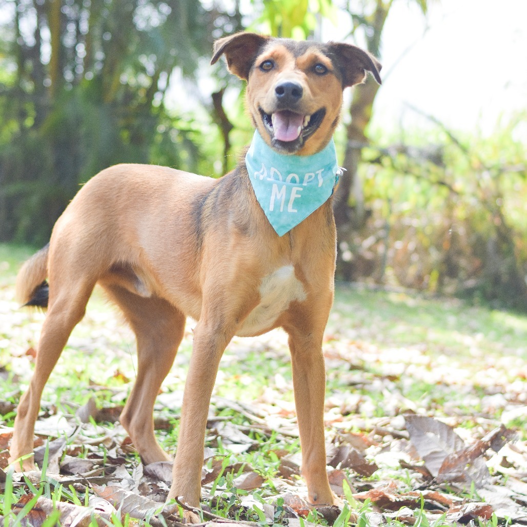 Teddy Graham, an adoptable Mixed Breed in Kailua Kona, HI, 96740 | Photo Image 2