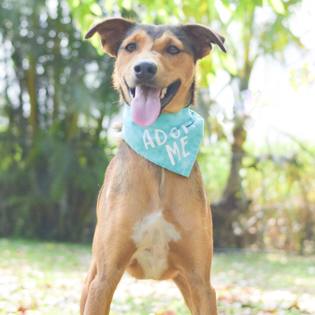 Teddy Graham, an adoptable Mixed Breed in Kailua Kona, HI, 96740 | Photo Image 3