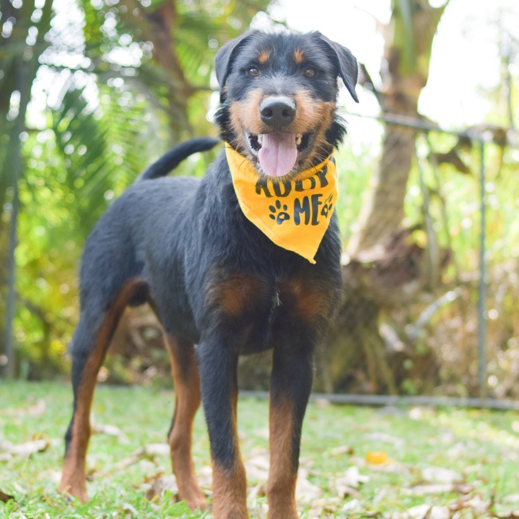 Sulley, an adoptable Mixed Breed in Kailua Kona, HI, 96740 | Photo Image 1
