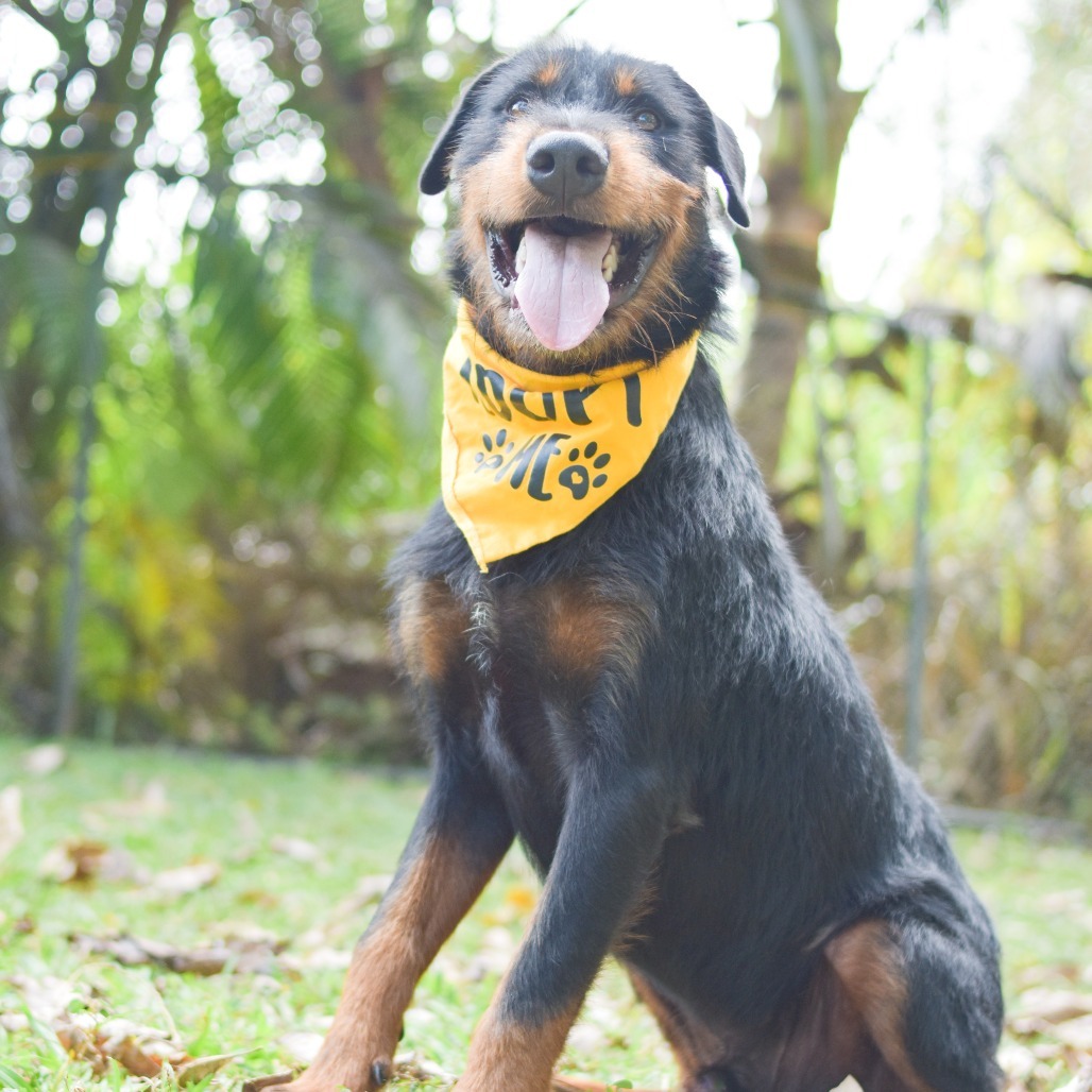 Sulley, an adoptable Mixed Breed in Kailua Kona, HI, 96740 | Photo Image 2
