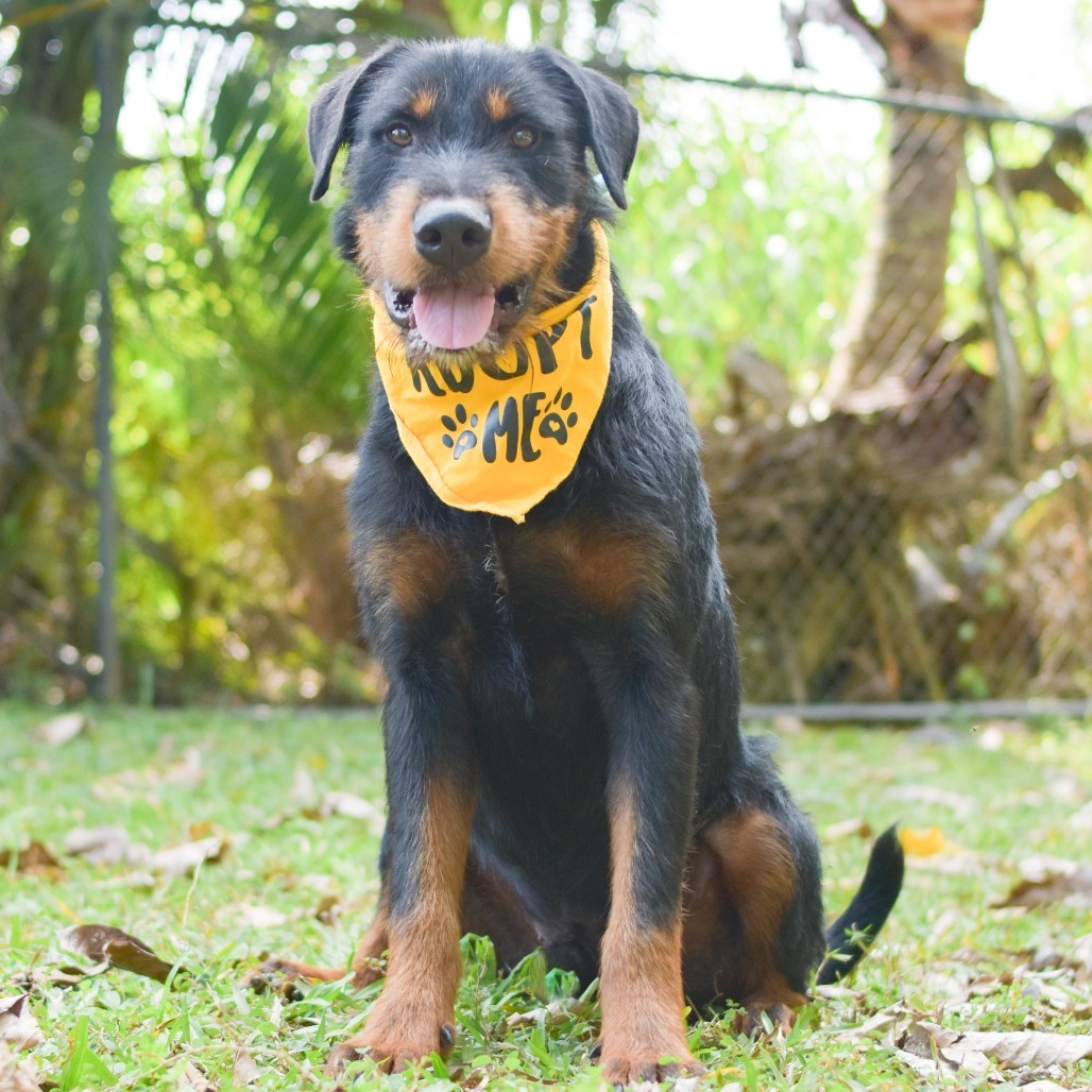 Sulley, an adoptable Mixed Breed in Kailua Kona, HI, 96740 | Photo Image 3