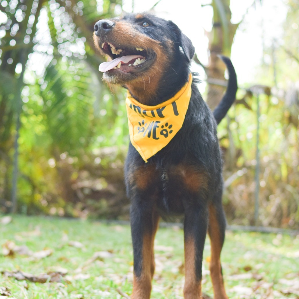 Sulley, an adoptable Mixed Breed in Kailua Kona, HI, 96740 | Photo Image 4