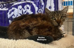 **Hershey Washington, Senior Female Domestic Short Hair