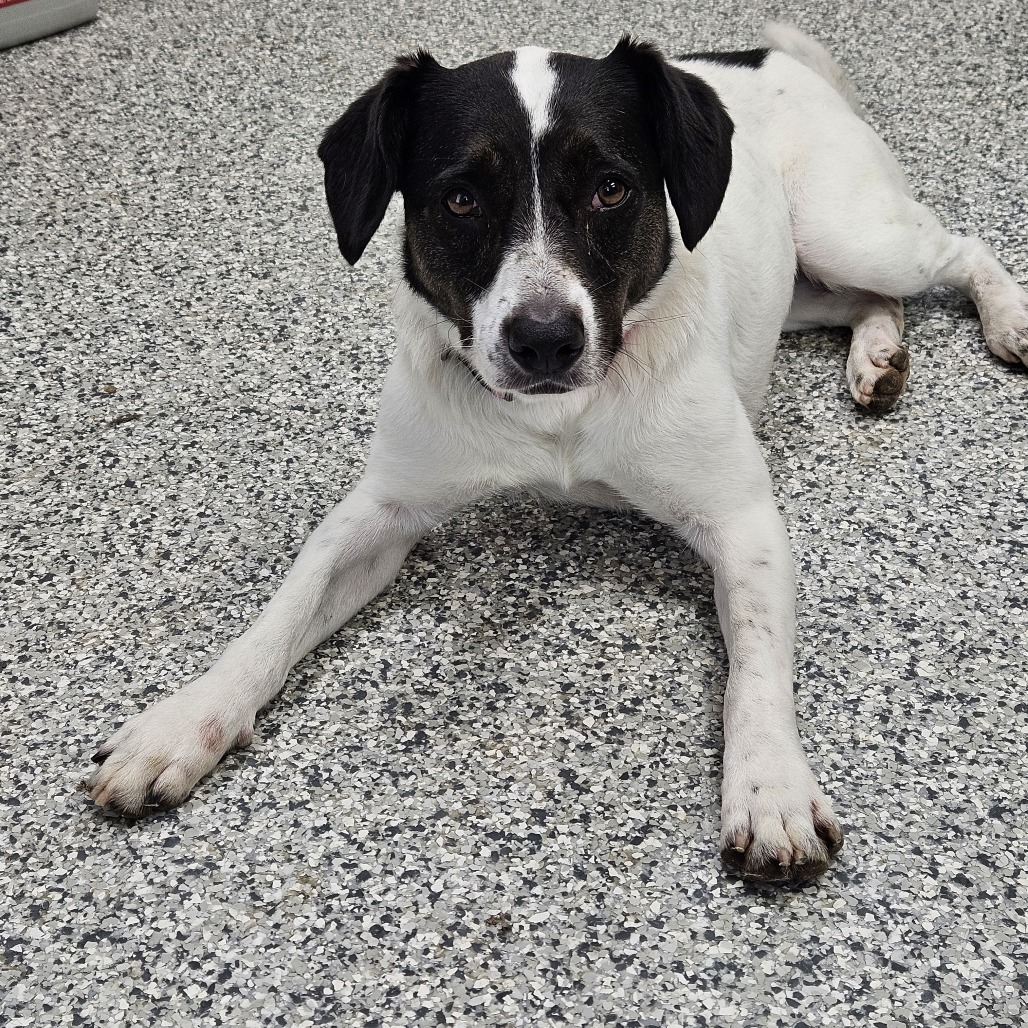 Darla, an adoptable Australian Shepherd, Australian Cattle Dog / Blue Heeler in Kingman, KS, 67068 | Photo Image 1