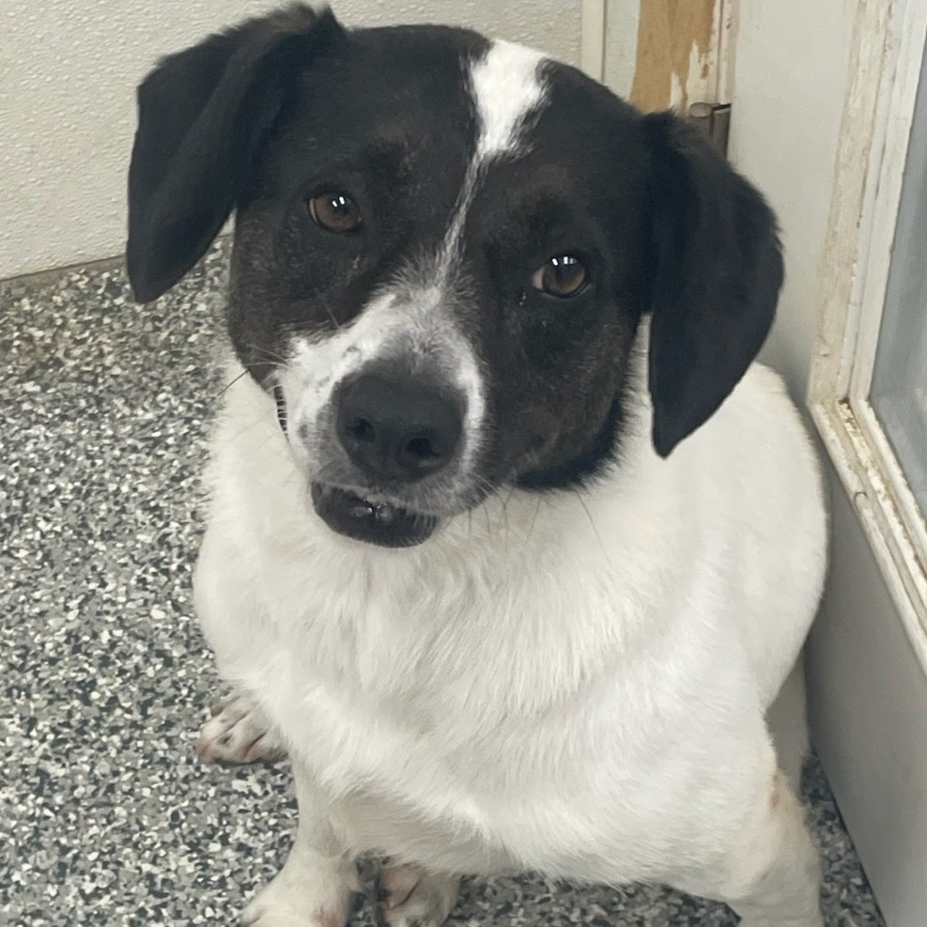 Darla, an adoptable Australian Shepherd, Australian Cattle Dog / Blue Heeler in Kingman, KS, 67068 | Photo Image 2