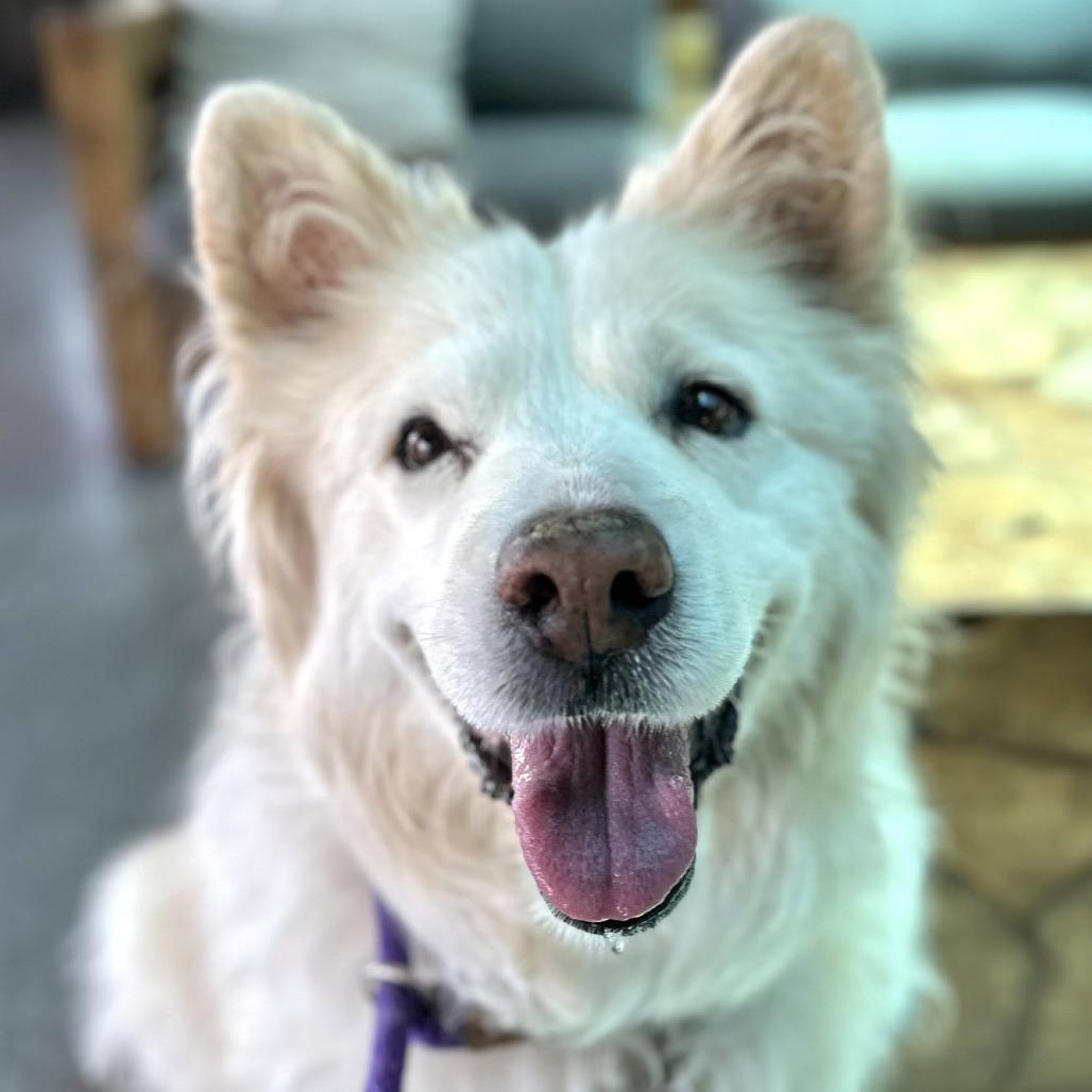 Suki
